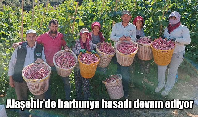 Alaşehir’de barbunya hasadı devam ediyor 