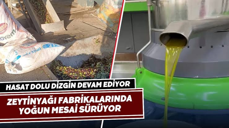 Alaşehir'de Yağhanelerde Zeytinyağı Yoğunluğu